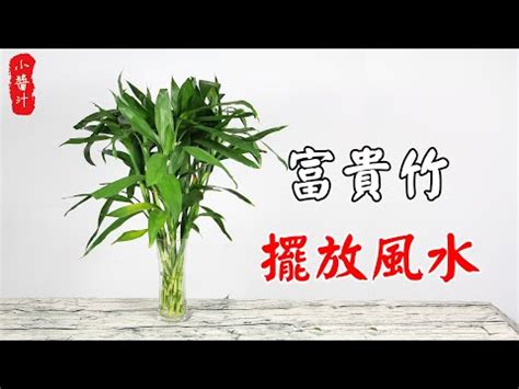 開運竹放陽台|富貴竹風水：3步旺財運